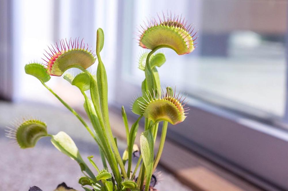 venus fly trap