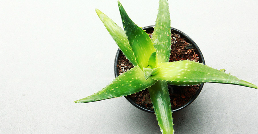 Aloe