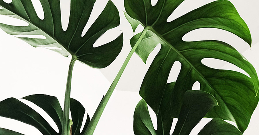 Philodendron