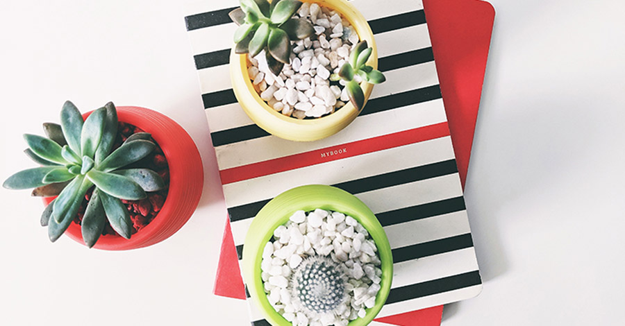 Succulents