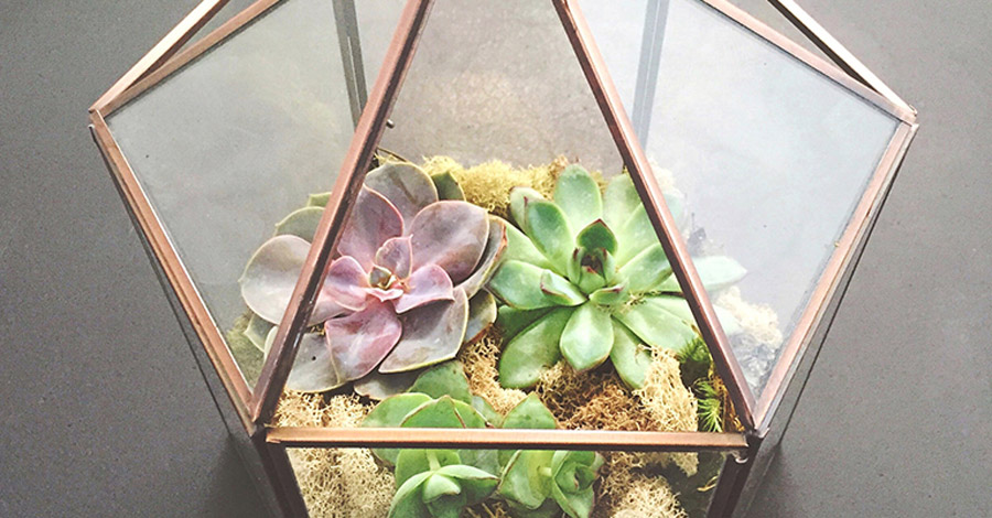 Terrarium