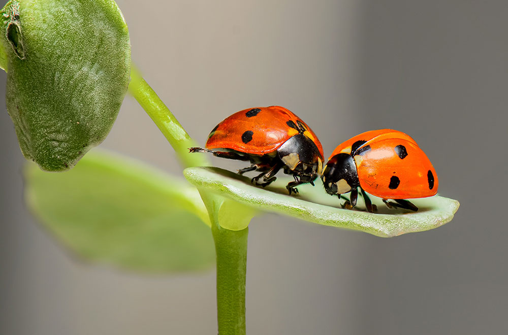 Chase The Bugs With The Right Fragrance| Plants that repel bugs at home